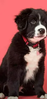 Black and white puppy sitting on a pink background.