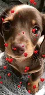 Adorable brown dachshund puppy on a soft blanket looking cute.