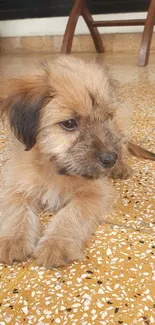 Adorable fluffy puppy relaxing on a tiled floor.