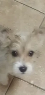 Adorable puppy with fluffy fur on a beige tiled floor.