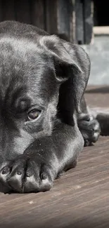 Adorable black puppy resting on a wooden floor