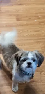 Cute puppy standing on a brown wooden floor.