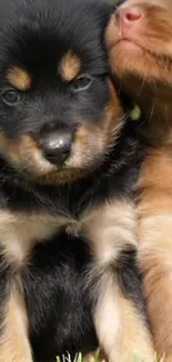 Adorable puppy pair cuddling in gentle sunlight, perfect for a cute wallpaper.