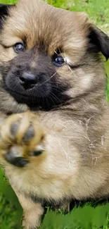 Cute fluffy puppy reaching out with its paw on green grass.