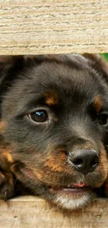 Adorable puppy peeking over a wooden fence.