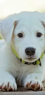 Cute white puppy with green collar lying down.