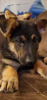 Adorable German Shepherd puppy on a brown couch.