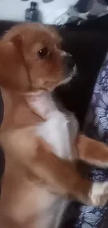 Cute brown puppy standing on its hind legs.