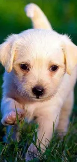 Adorable puppy on a grassy field mobile wallpaper.