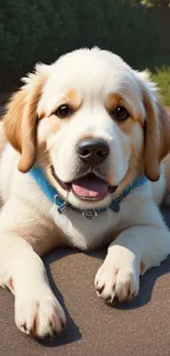 Cute puppy lying down with blue collar, perfect phone wallpaper.