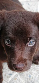 Cute brown puppy with blue eyes looking up adorably.