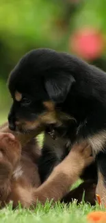 Two puppies playfully interacting on grass.