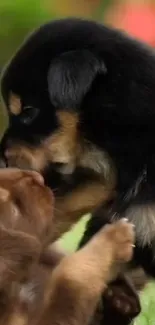 Playful puppies enjoying outdoor playtime in a vibrant green setting.