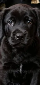 Adorable black Labrador puppy portrait wallpaper.