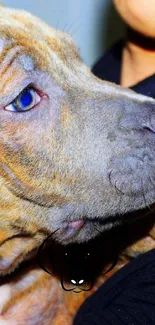 Adorable brindle puppy with blue eyes in profile view.