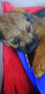 Adorable puppy resting on a blue blanket with a red backdrop.