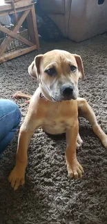 Cute puppy sits on a soft brown rug in a cozy living room.