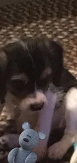 Small black and white puppy with toy on a brown textured background.