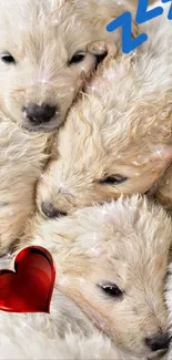 Cute fluffy puppies sleeping with heart embellishment.