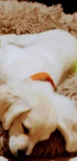 Cute white puppy sleeping on a plush brown bed.