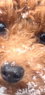 Adorable puppy with fluffy fur and snow.