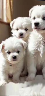 Three fluffy white puppies posing in sunlight on a soft surface.