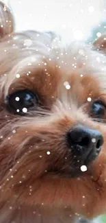 Adorable puppy gazing out window with raindrops outside.