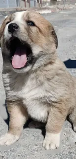 Adorable yawning puppy sitting on gravel.