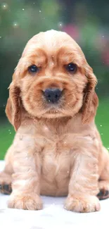 Cute golden puppy sitting on a table.