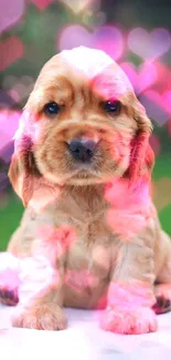 Adorable puppy sitting on a table with green background.