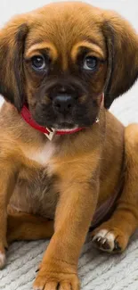 Cute brown puppy with red collar sitting.