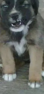 Adorable fluffy brown puppy sitting on the floor.