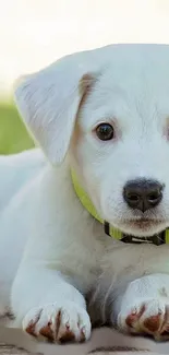 Adorable white puppy lying on grass with a bright green collar.