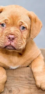 Cute brown puppy in wooden crate, gray background.