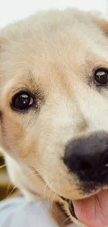 Cute Labrador puppy with light brown fur and playful eyes in a mobile wallpaper.