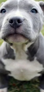 Cute gray puppy sitting on grass.