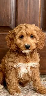 Adorable puppy sitting by wooden door.