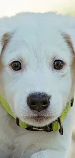 Adorable white puppy with a collar.