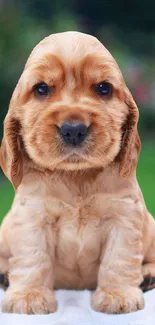 Adorable caramel Cocker Spaniel puppy sitting outdoors.