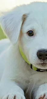 Cute puppy with bright eyes and lime green collar, lying down.