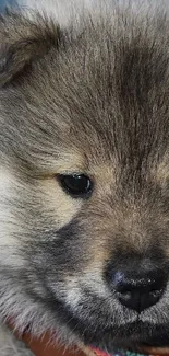 Fluffy puppy with blue background, wearing a colorful collar.