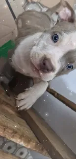 Adorable puppy with blue eyes on wooden floor.