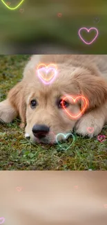 Adorable puppy on grass with colorful heart overlays.