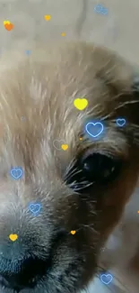 Close-up of an adorable puppy's face in brown and black tones.