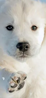 Adorable cream colored puppy on snow background.