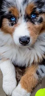 Adorable puppy with blue eyes and a fluffy coat sitting outside.