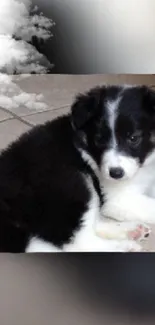 Adorable black and white puppy with clouds background.