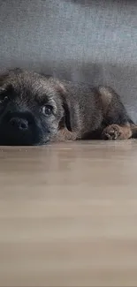 Cute puppy lying on wooden floor with cozy blanket.