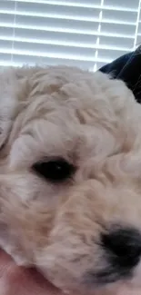 An adorable curly-haired puppy being held in a warm family setting.