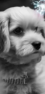 Black and white puppy with colorful fireworks background.